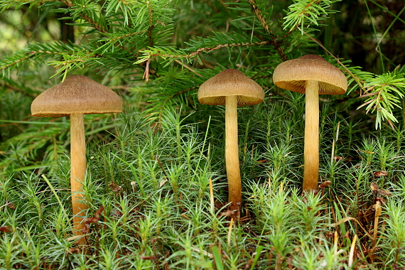 pavučinovec Cortinarius sp.