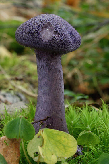 pavučinovec fialový fialový Cortinarius violaceus (L.) Gray