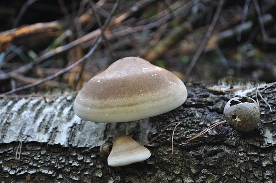 brezovník obyčajný Fomitopsis betulina (Bull.) B.K. Cui, M.L. Han & Y.C. Dai