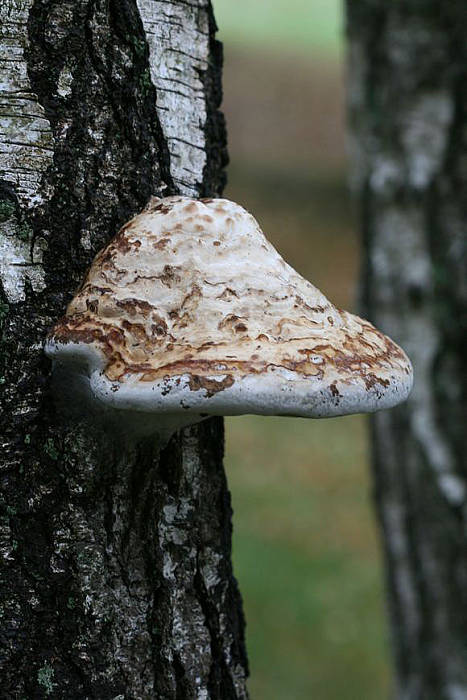 práchnovček pásikavý? Fomitopsis pinicola? (Sw.ex Fr.) P.Karst.