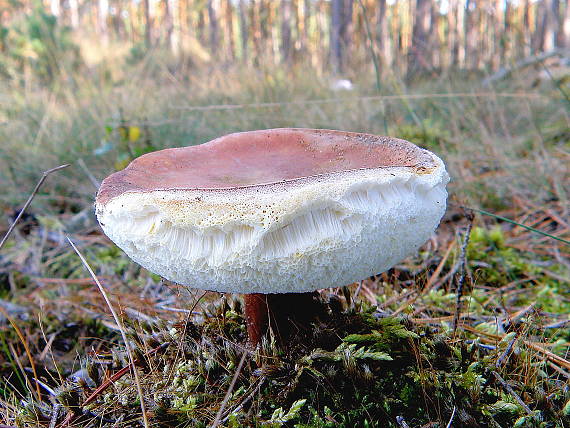 hríbnik gaštanovohnedý Gyroporus castaneus (Bull.) Quél.