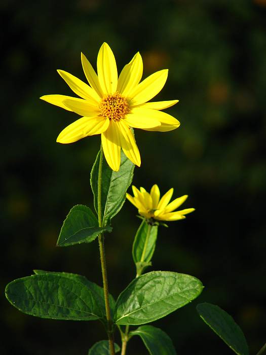 slnečnica hľuznatá Helianthus tuberosus L.