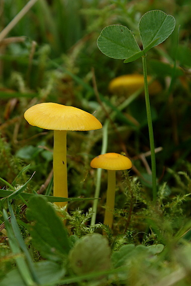 lúčnica Hygrocybe sp.