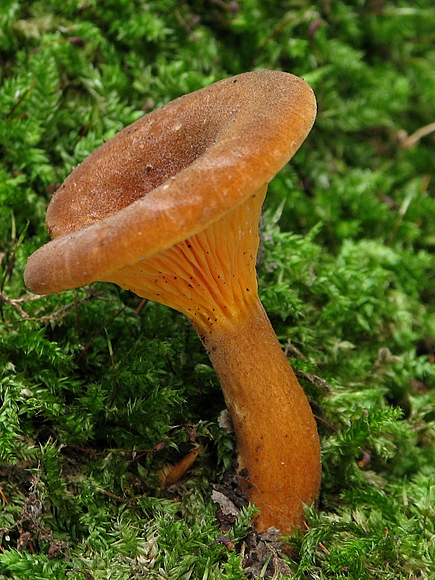 líška oranžová Hygrophoropsis aurantiaca (Wulfen) Maire