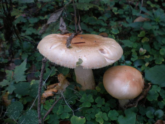 šťavnačka oranžová Hygrophorus abieticola Krieglst. ex Gröger & Bresinsky