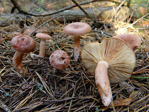 rýdzik Lactarius sp.