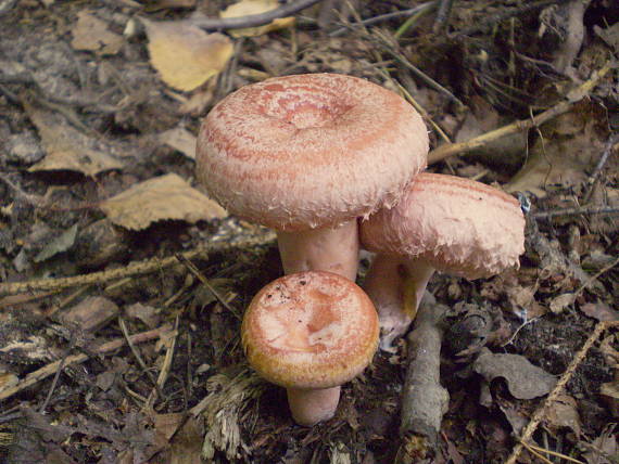 rýdzik kravský Lactarius torminosus (Schaeff.) Gray