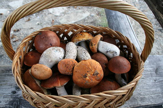 kozák Leccinum aerugineum (Fr.) Lannoy & Estadès