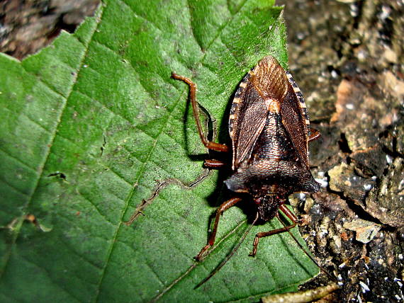 bzdocha červenonohá Pentatoma rufipes