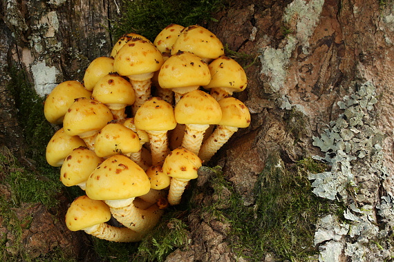 šupinovka slizká Pholiota adiposa (Batsch) P. Kumm.