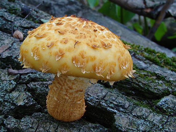 šupinovka Pholiota sp.