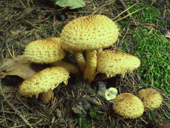 šupinovka Pholiota sp.