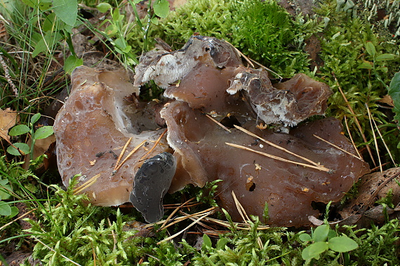 pajelenka želatínová Pseudohydnum gelatinosum (Scop.) P. Karst.