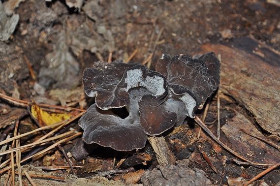 pajelenka želatínová Pseudohydnum gelatinosum (Scop.) P. Karst.