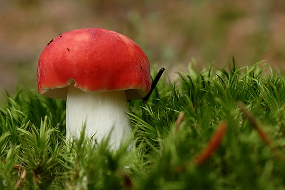 plávka Russula sp.