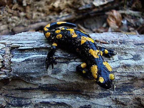 salamandra škvrnitá Salamandra salamandra