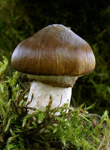 masliak obyčajný Suillus luteus (L.) Roussel