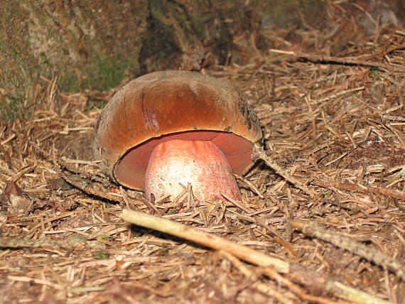 hríb zrnitohlúbikový Sutorius luridiformis (Rostk.) G. Wu & Zhu L. Yang