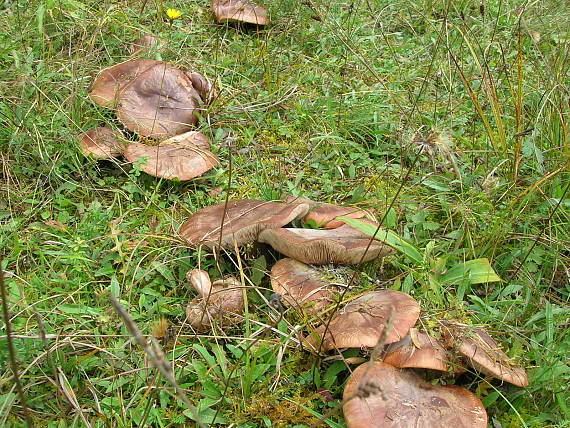 čírovka prstencová Tricholoma batschii Gulden