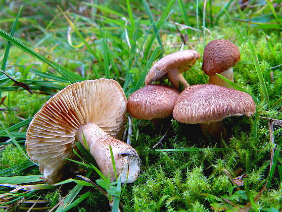 čírovka škridlicovitá Tricholoma vaccinum (Schaeff.) P. Kumm.