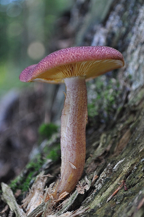 čírovec červenožltý Tricholomopsis rutilans (Schaeff.) Singer