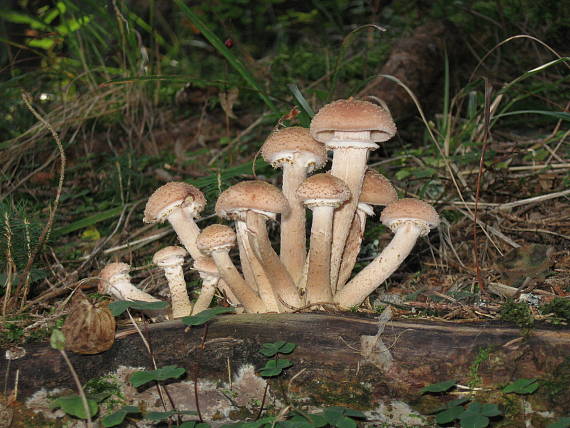 podpňovka tmavá Armillaria ostoyae (Romagn.) Herink