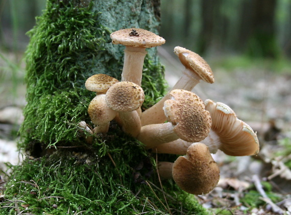 podpňovka tmavá Armillaria ostoyae (Romagn.) Herink