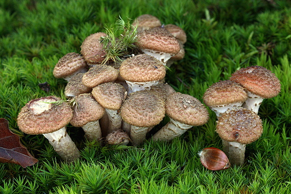 podpňovka tmavá Armillaria ostoyae (Romagn.) Herink