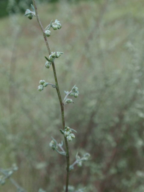 palina Artemisia sp.