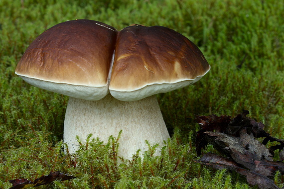 hríb smrekový Boletus edulis Bull.