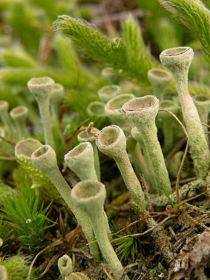 dutohlávka riasnatá Cladonia fimbriata (L.) Fr.