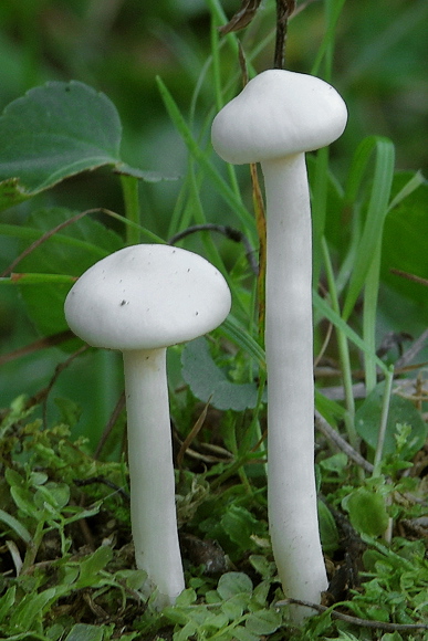 lúčnica snehobiela Cuphophyllus virgineus (Wulfen) Kovalenko