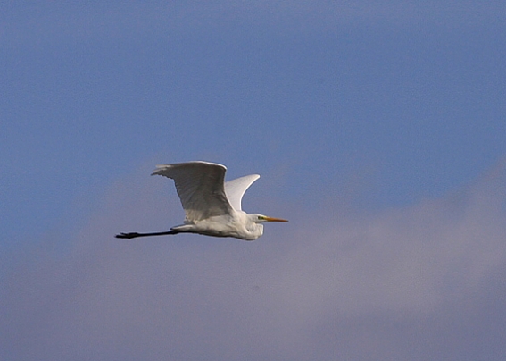 beluša veľká Egretta alba