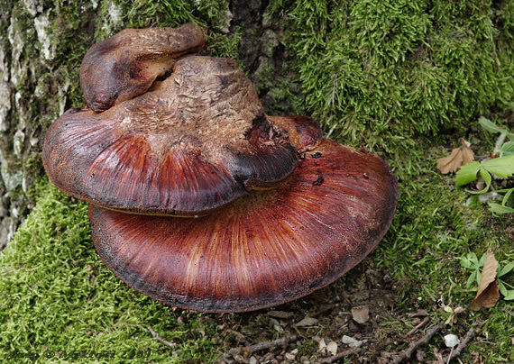 pečeňovec dubový Fistulina hepatica (Schaeff.) With.