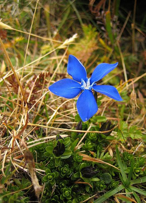 horec Gentiana