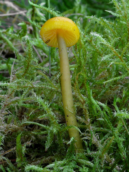 lúčnica žltozelená Gliophorus psittacinus (Schaeff.) Herink