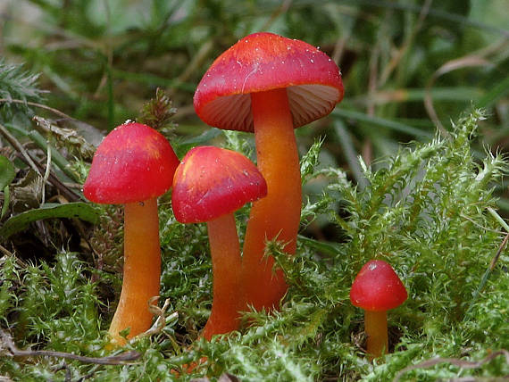 lúčnica šarlátová Hygrocybe coccinea (Schaeff.) P. Kumm.