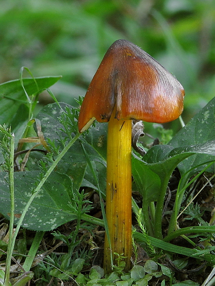 lúčnica kužeľovitá Hygrocybe conica (Schaeff.) P. Kumm.