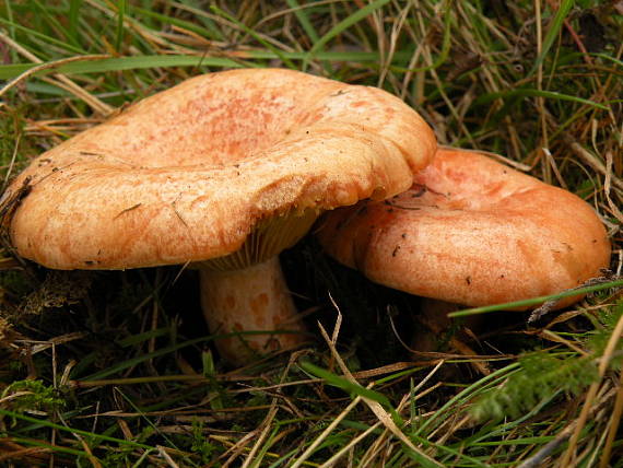 rýdzik vrchovský Lactarius salicis-reticulatae Kühner