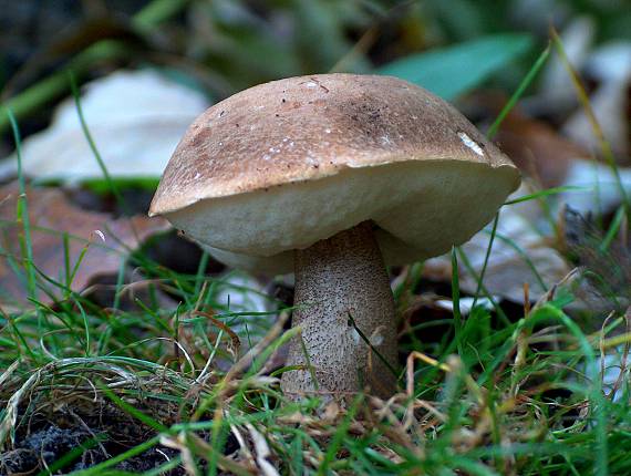 kozák brezový Leccinum scabrum (Bull.) Gray