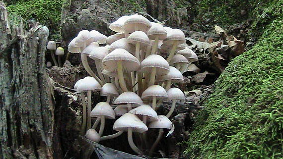 prilbička Mycena sp.