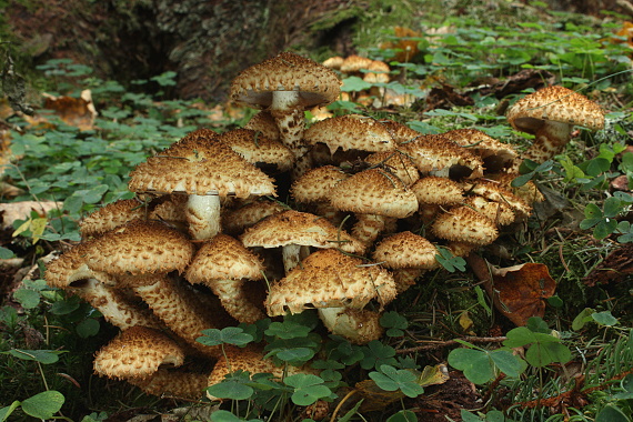 šupinovka šupinatá Pholiota squarrosa (Vahl) P. Kumm.