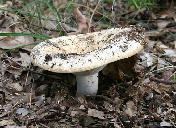 plávka lievikovitá Russula chloroides (Krombh.) Bres.