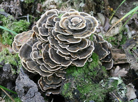 trúdnikovec pestrý Trametes versicolor (L.) Lloyd