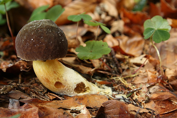 suchohríbnik zamatový Xerocomellus pruinatus (Fr. & Hök) Šutara