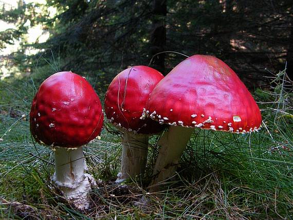 muchotrávka červená Amanita muscaria (L.) Lam.