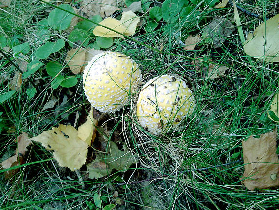 muchotrávka červená , žltá forma Amanita muscaria (L.) Lam.