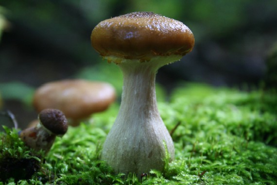 podpňovka žltá Armillaria gallica Marxm. & Romagn.