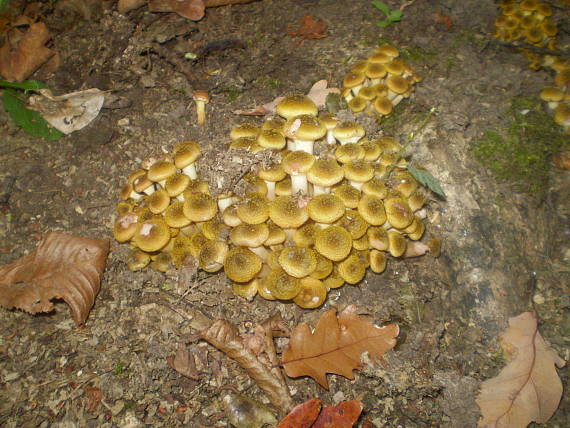 podpňovka Armillaria sp.