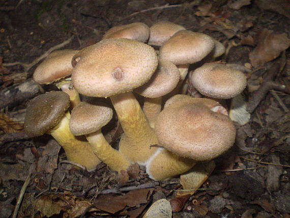 podpňovka Armillaria sp.